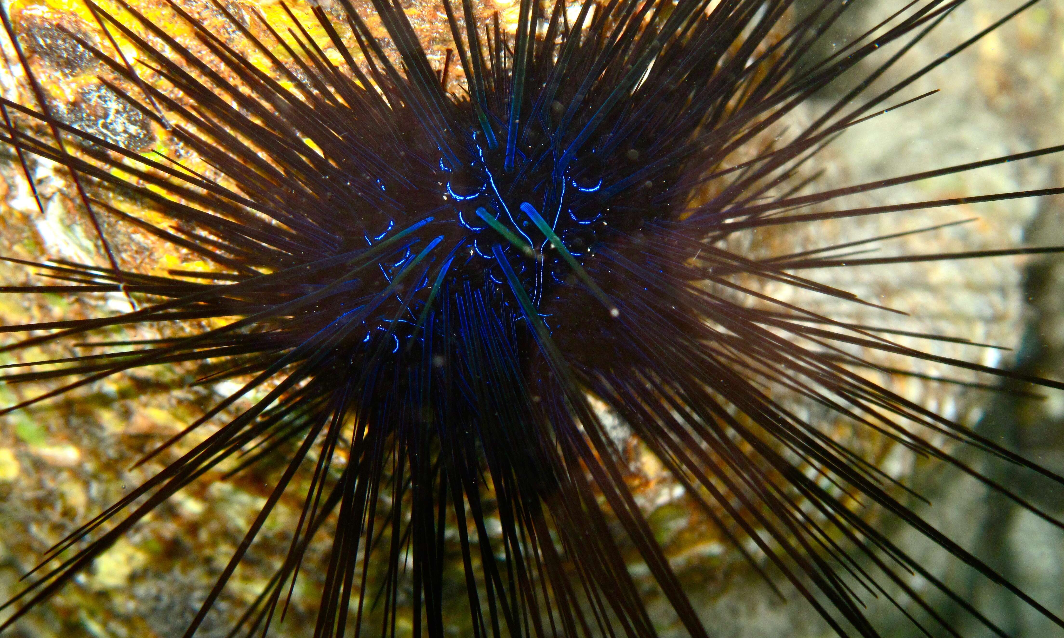 Image of Banded diadem urchin