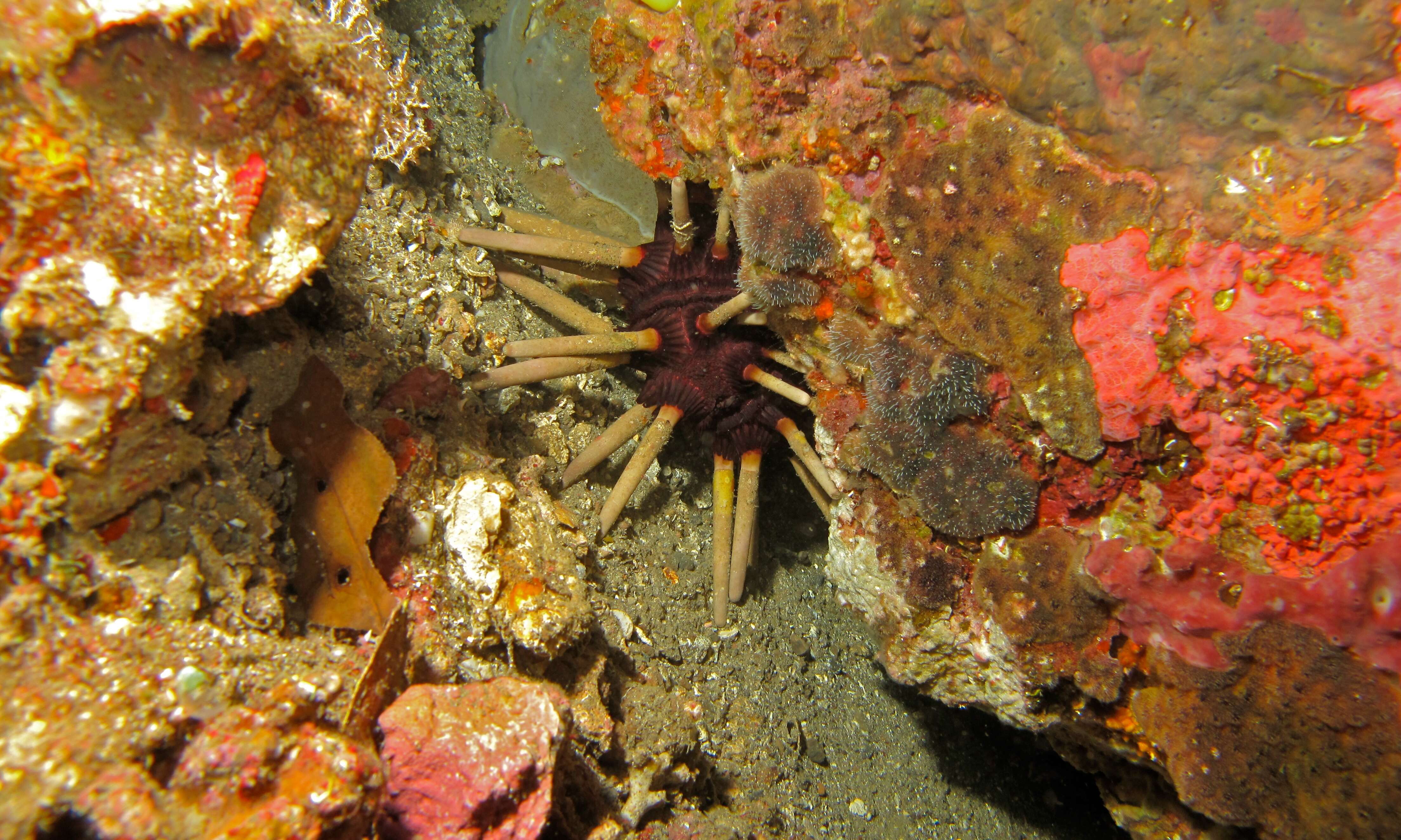 Image of Imperial urchin