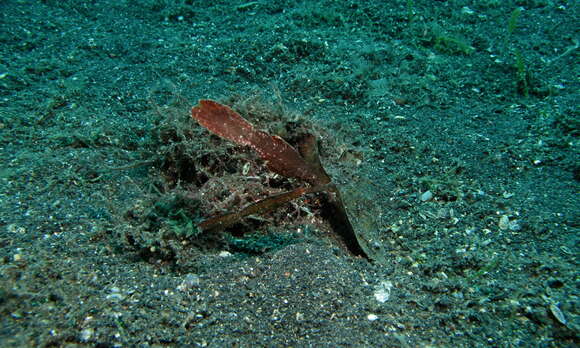 Image of Ghost pipefish