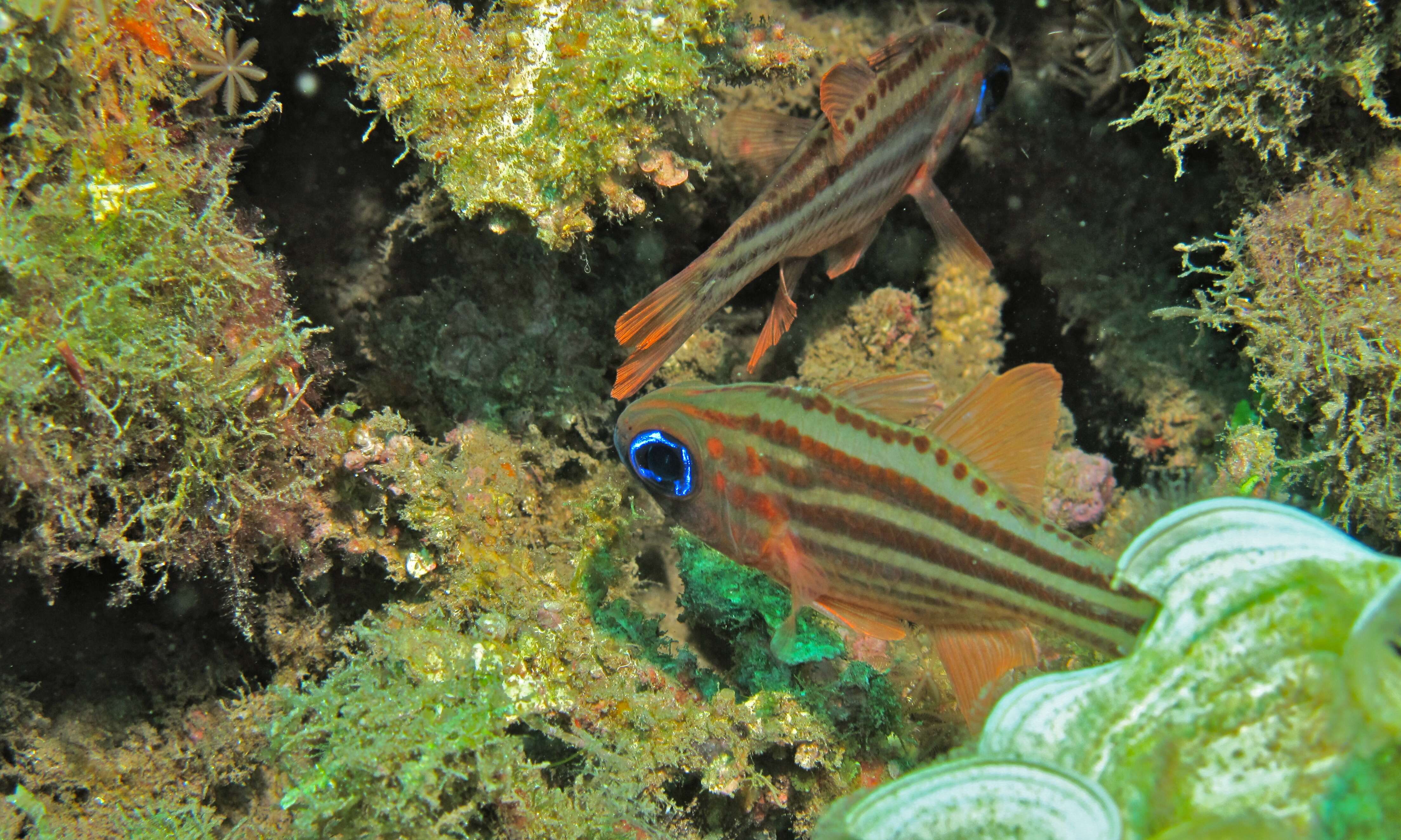 Image of Blue-eye cardinalfish