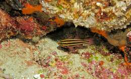 Image of Black-striped cardinalfish