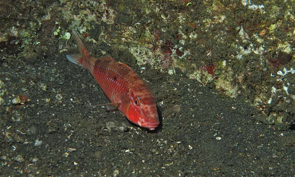 Image of Cinnabar goatfish