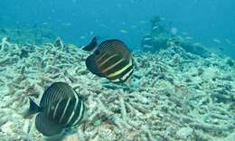 Слика од Zebrasoma veliferum (Bloch 1795)