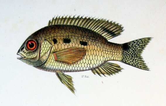 Image of Saddle cichlid