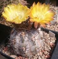 Imagem de Echinopsis thionantha subsp. glauca (F. Ritter) M. Lowry