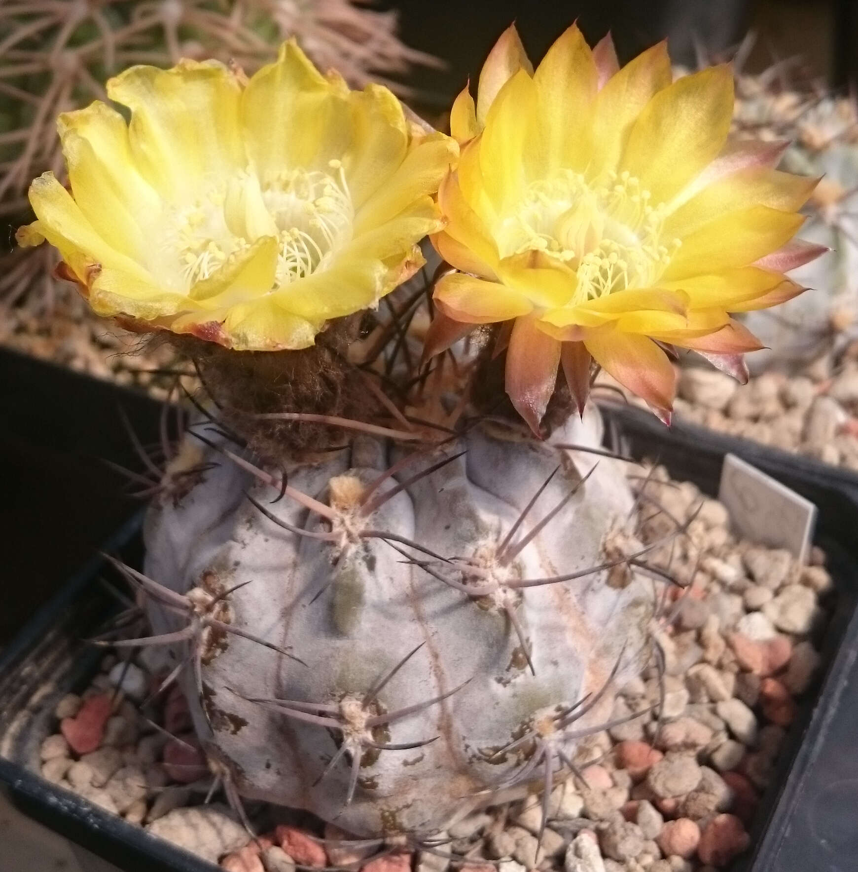 Plancia ëd Echinopsis thionantha subsp. glauca (F. Ritter) M. Lowry