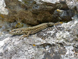 Image of Columbretes Wall Lizard