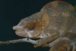Image of Short-horned Chameleon