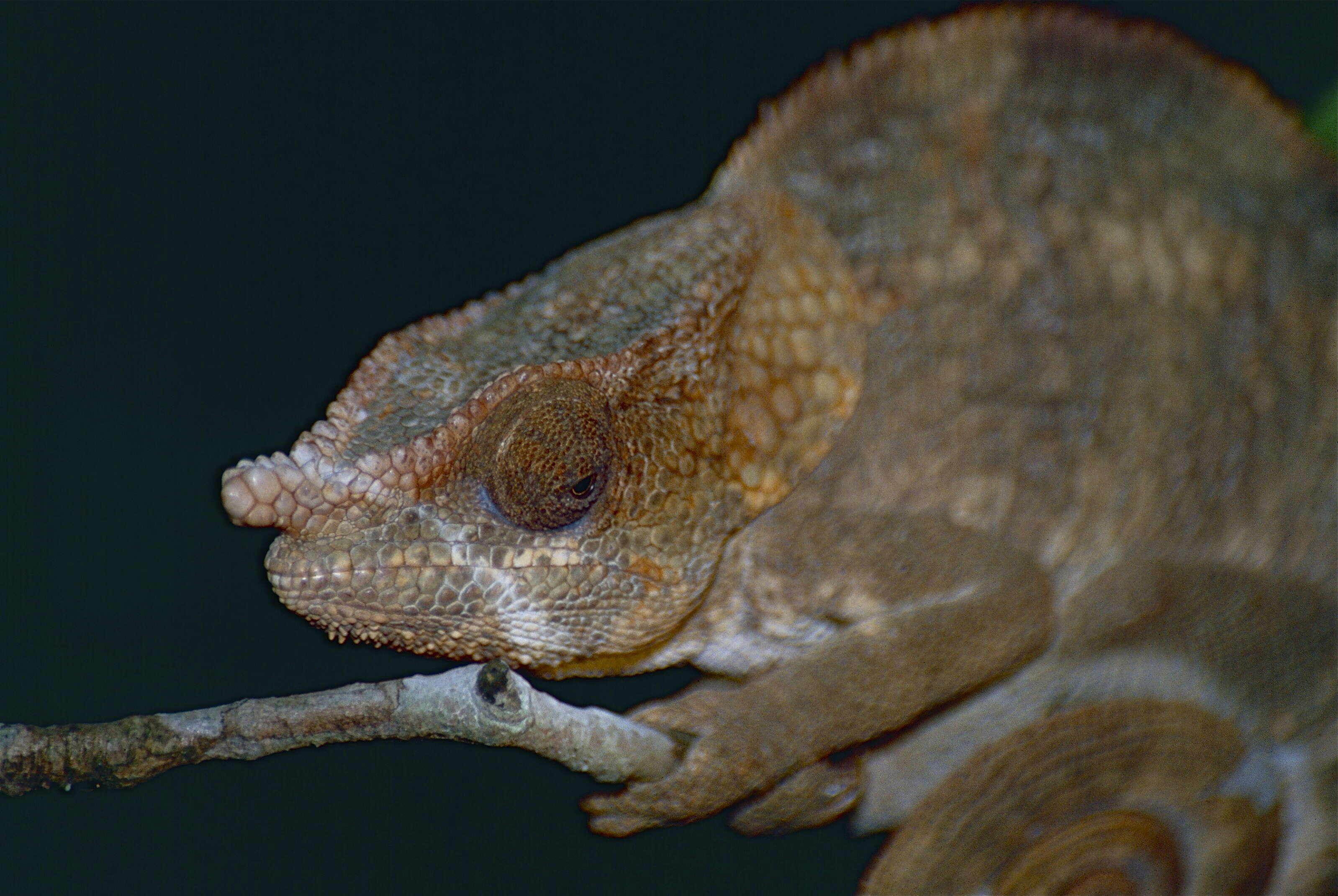 Image of Short-horned Chameleon