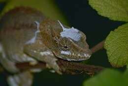 Image of Short-horned Chameleon