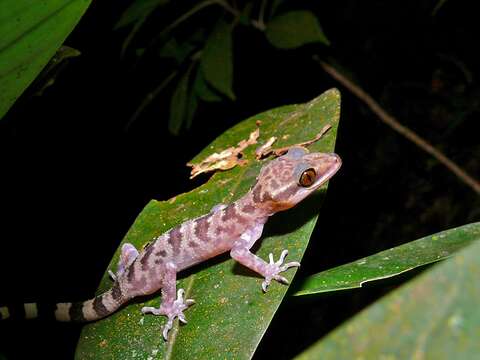 صورة Cyrtodactylus baluensis (Mocquard 1890)