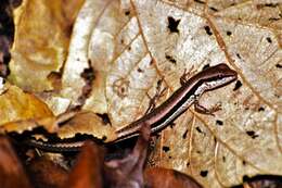 Image of Spotted Forest Skink