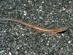 Image of Spotted Forest Skink