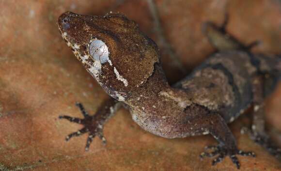 Image of Malaysia Bow-fingered Gecko