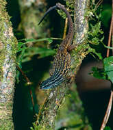 Imagem de Eutropis rugifera (Stoliczka 1870)