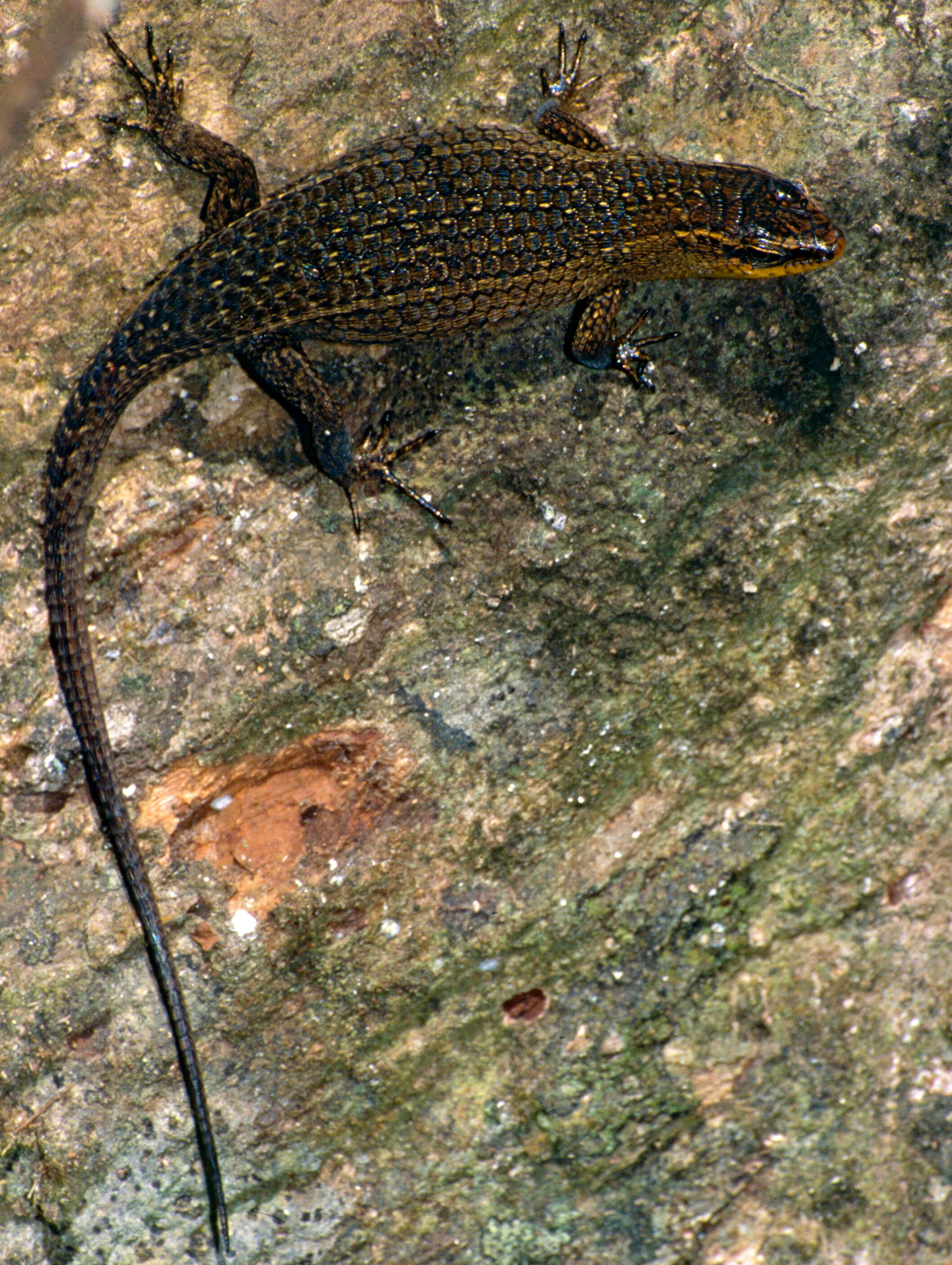 Image of Nicobar Island Skink