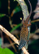 Image of Nicobar Island Skink