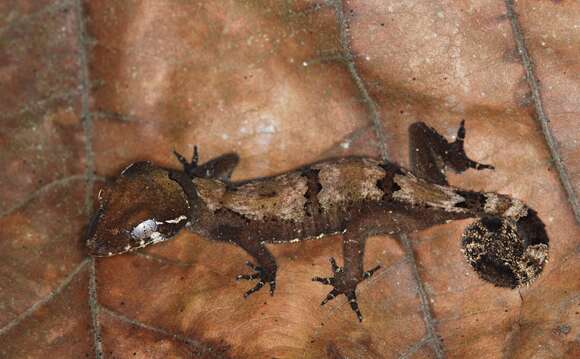 Image of Malaysia Bow-fingered Gecko