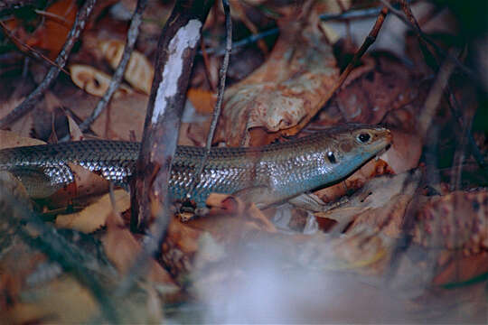 Image of Major Skink