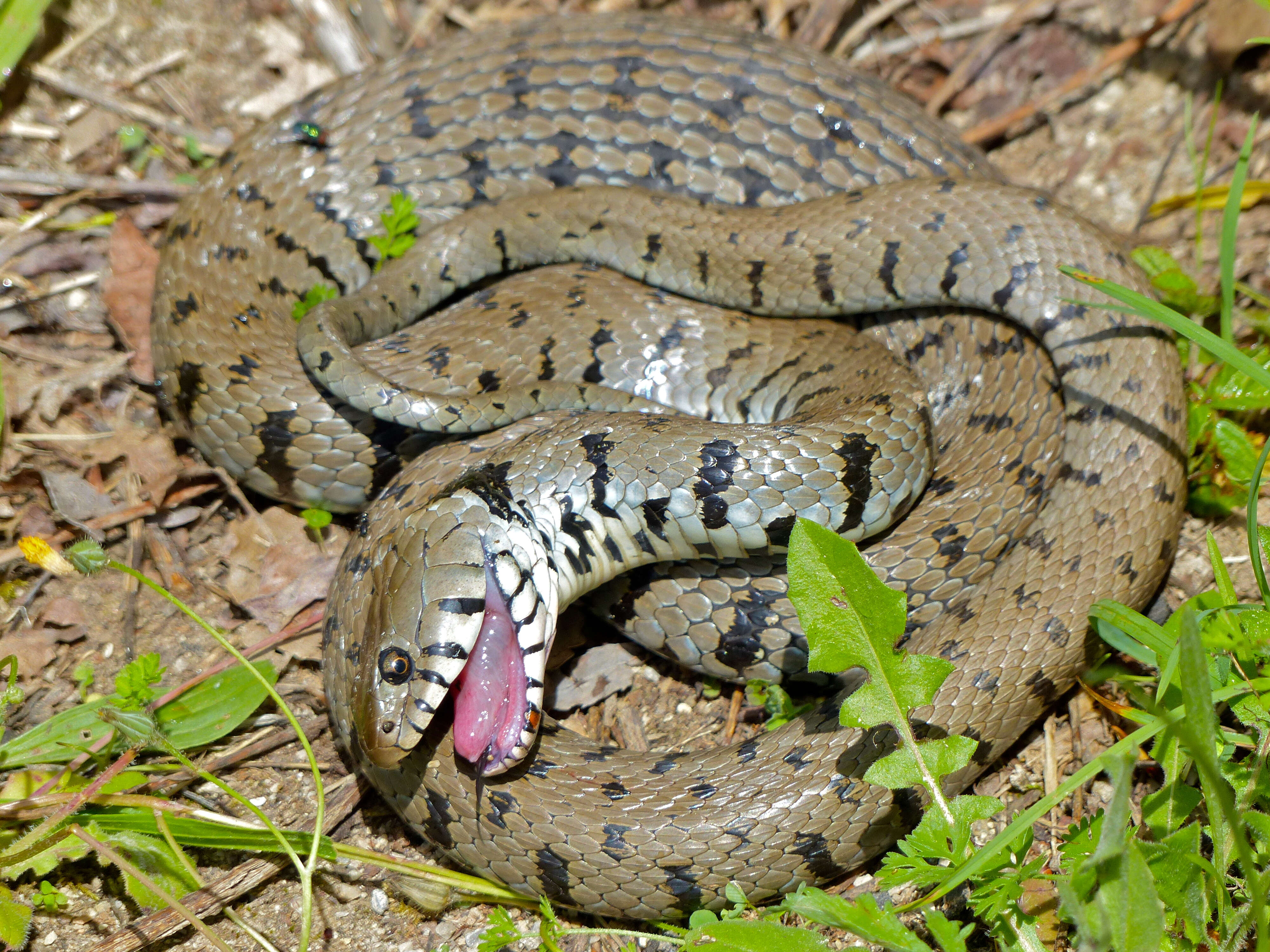 Image of Natrix helvetica