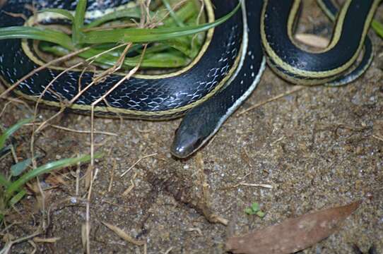 Image of Lateral Water Snake