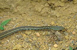 Image of Yellow-striped Water Snake