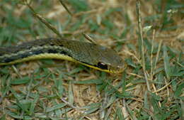 Image of Yellow-striped Water Snake