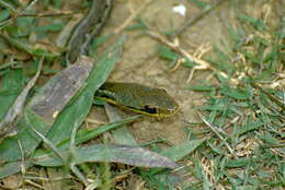 Image of Yellow-striped Water Snake