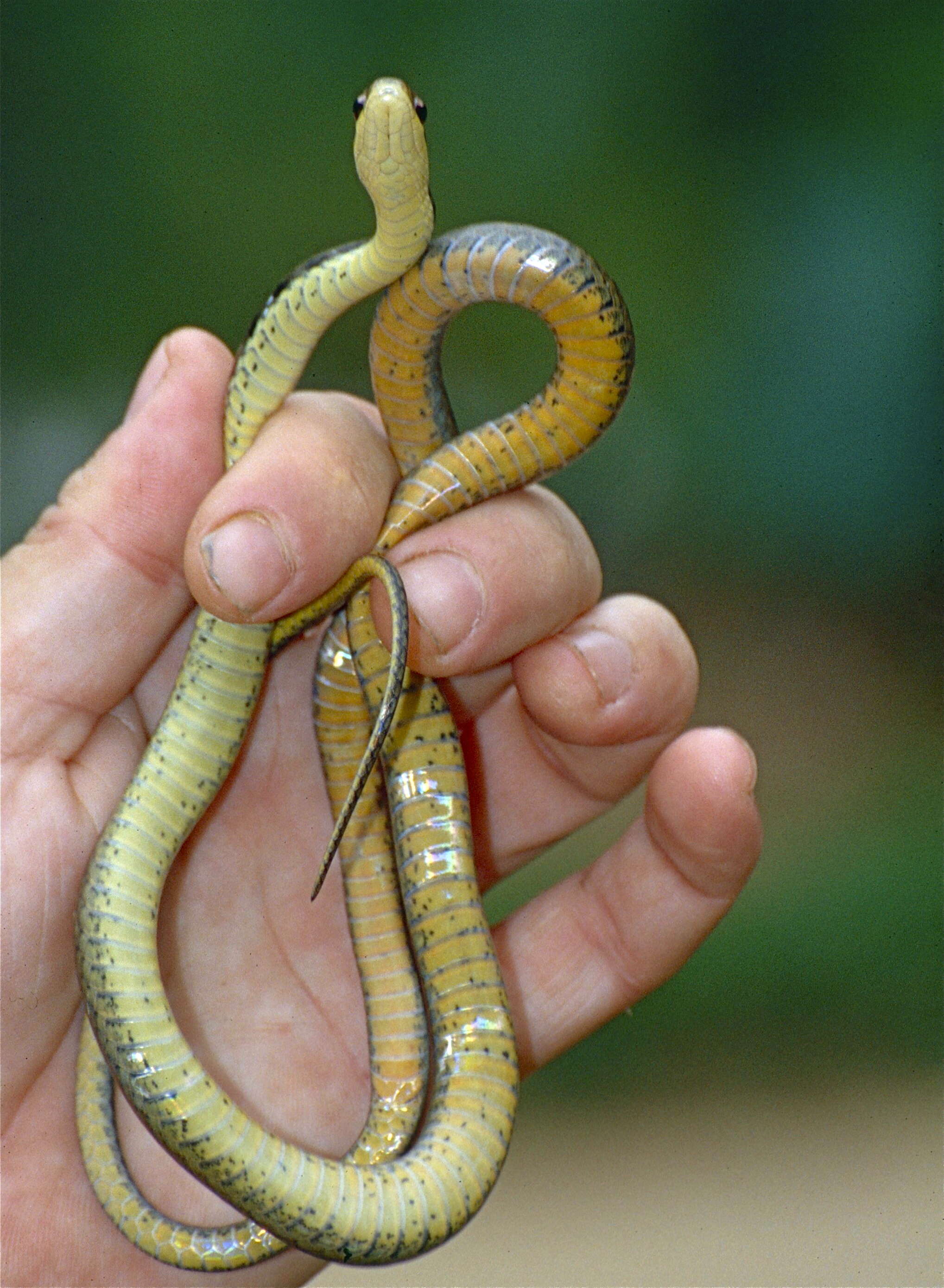 Image of Yellow-striped Water Snake