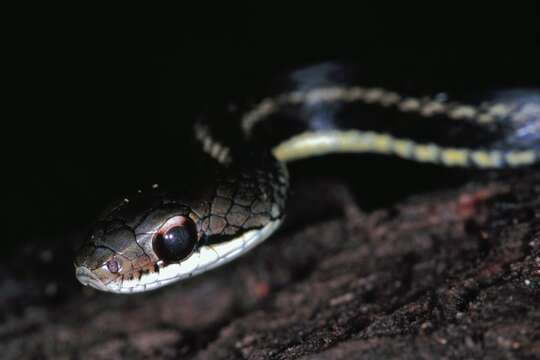 Image of Lateral Water Snake