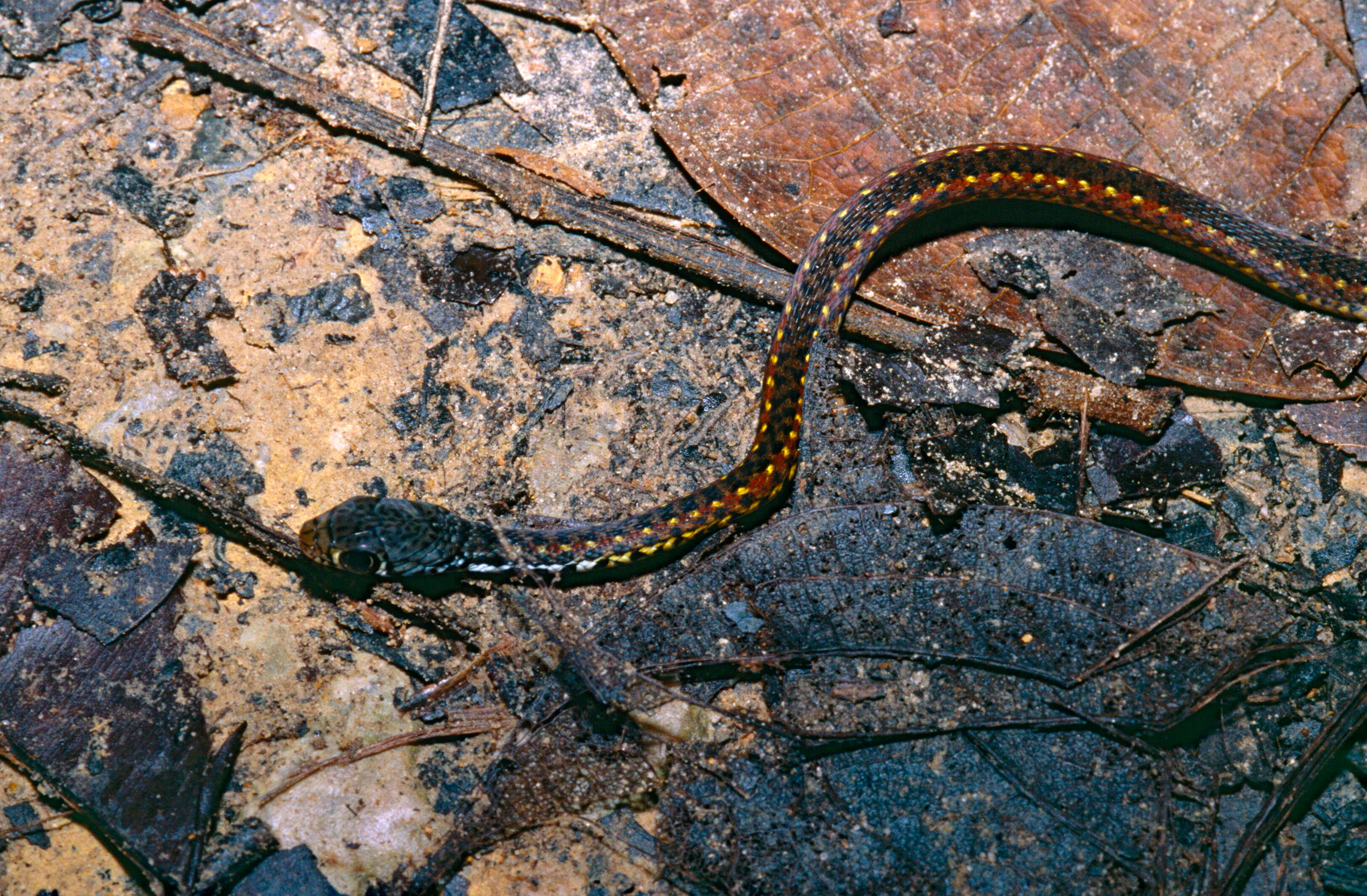 Image of Malayan Spotted Keelback Water Snake