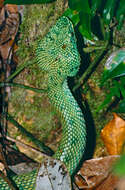 Image of Bornean Keeled Green Pit Viper