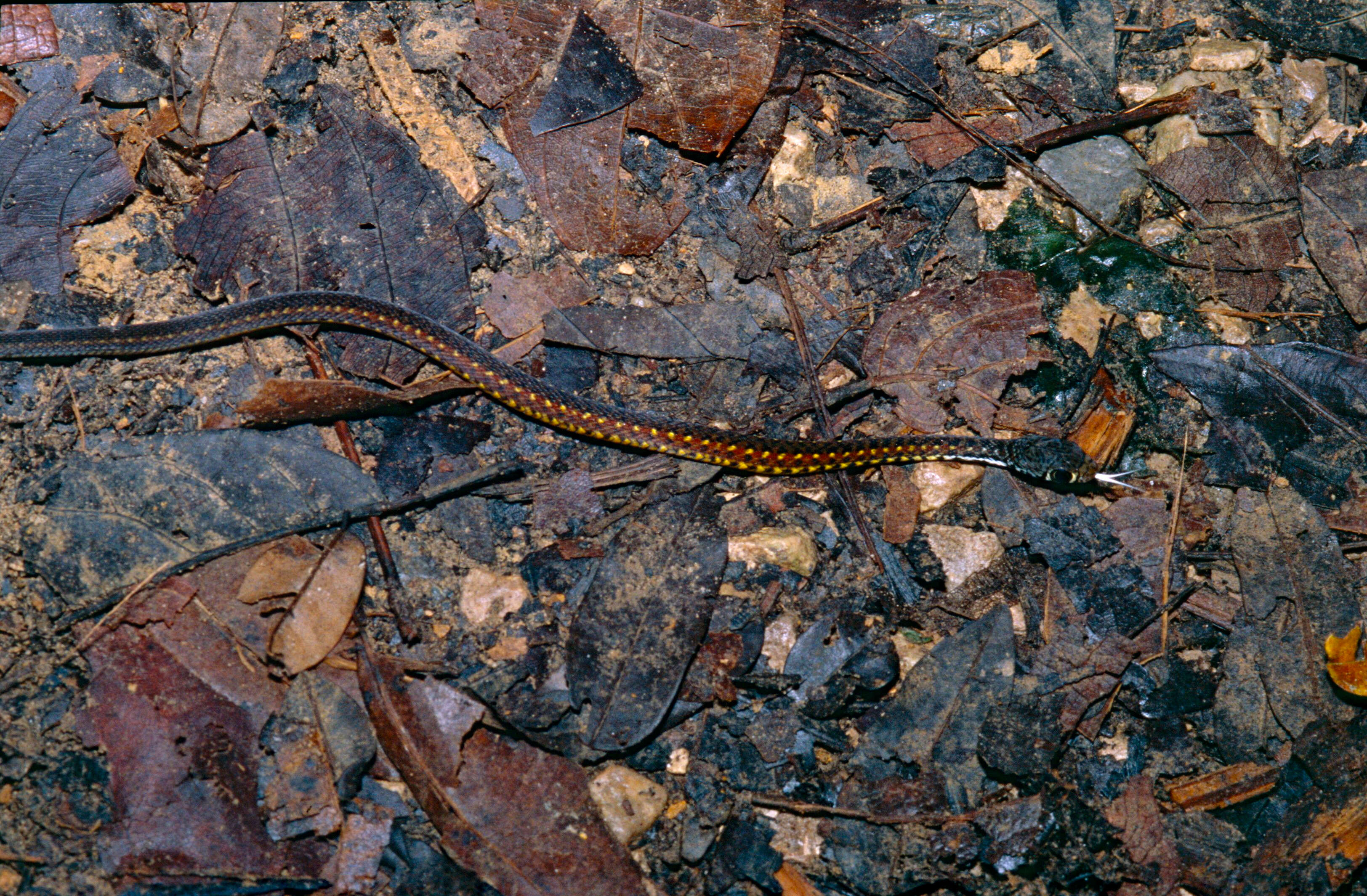 Image of Malayan Spotted Keelback Water Snake