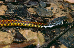 Image of Malayan Spotted Keelback Water Snake