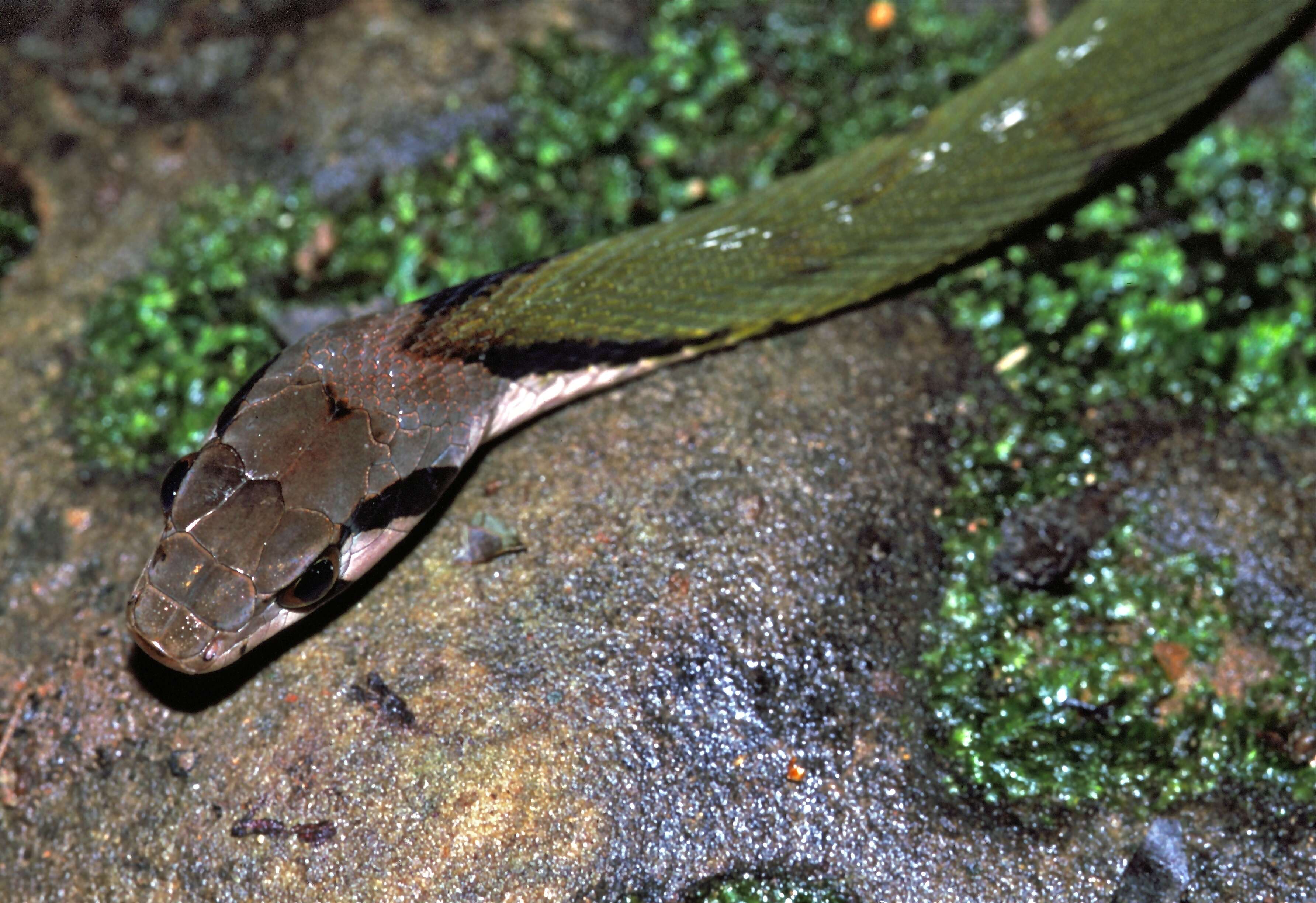 Image of Black-banded Keelback