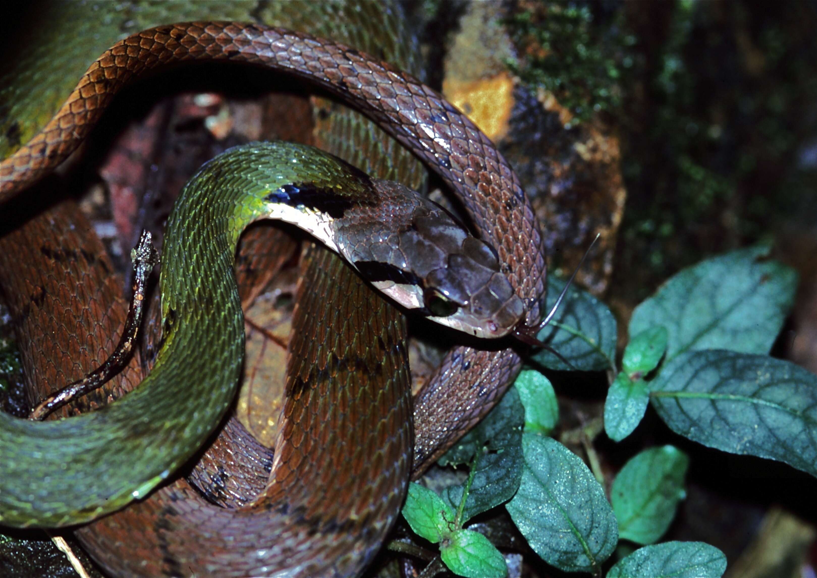 Sivun Rhabdophis nigrocinctus (Blyth 1856) kuva