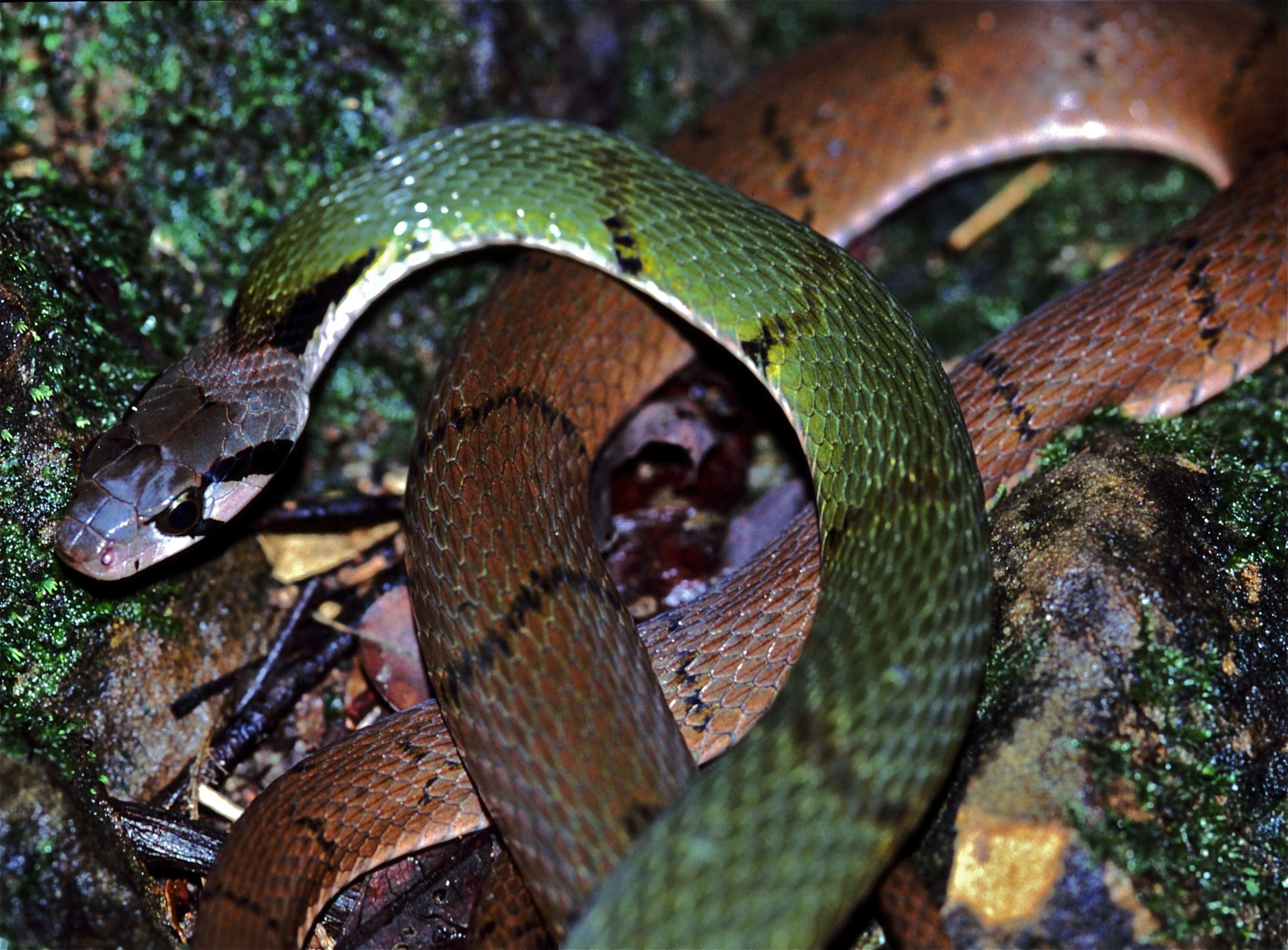 Image of Black-banded Keelback