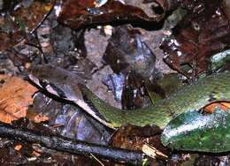 صورة Rhabdophis nigrocinctus (Blyth 1856)