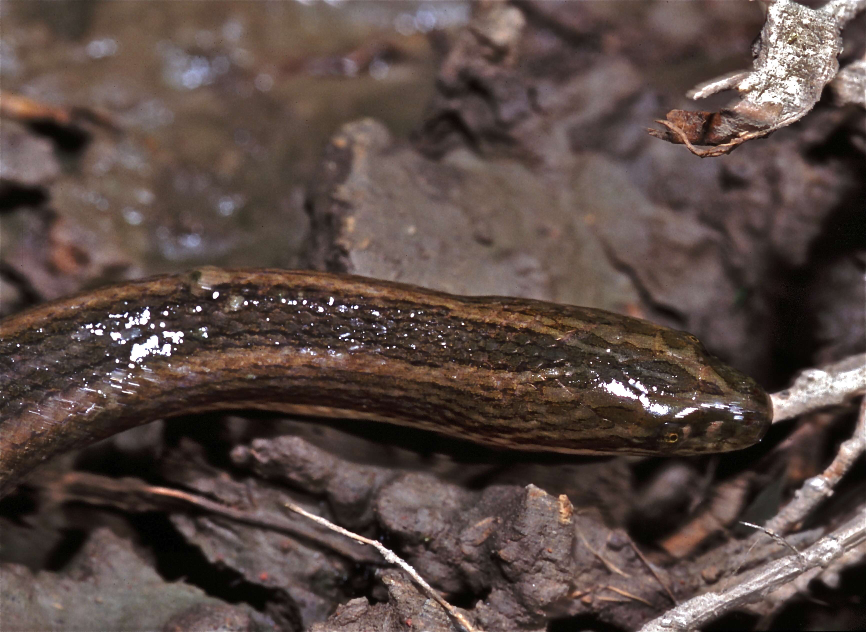 صورة Enhydris enhydris (Schneider 1799)