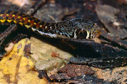 Image of Malayan Spotted Keelback Water Snake