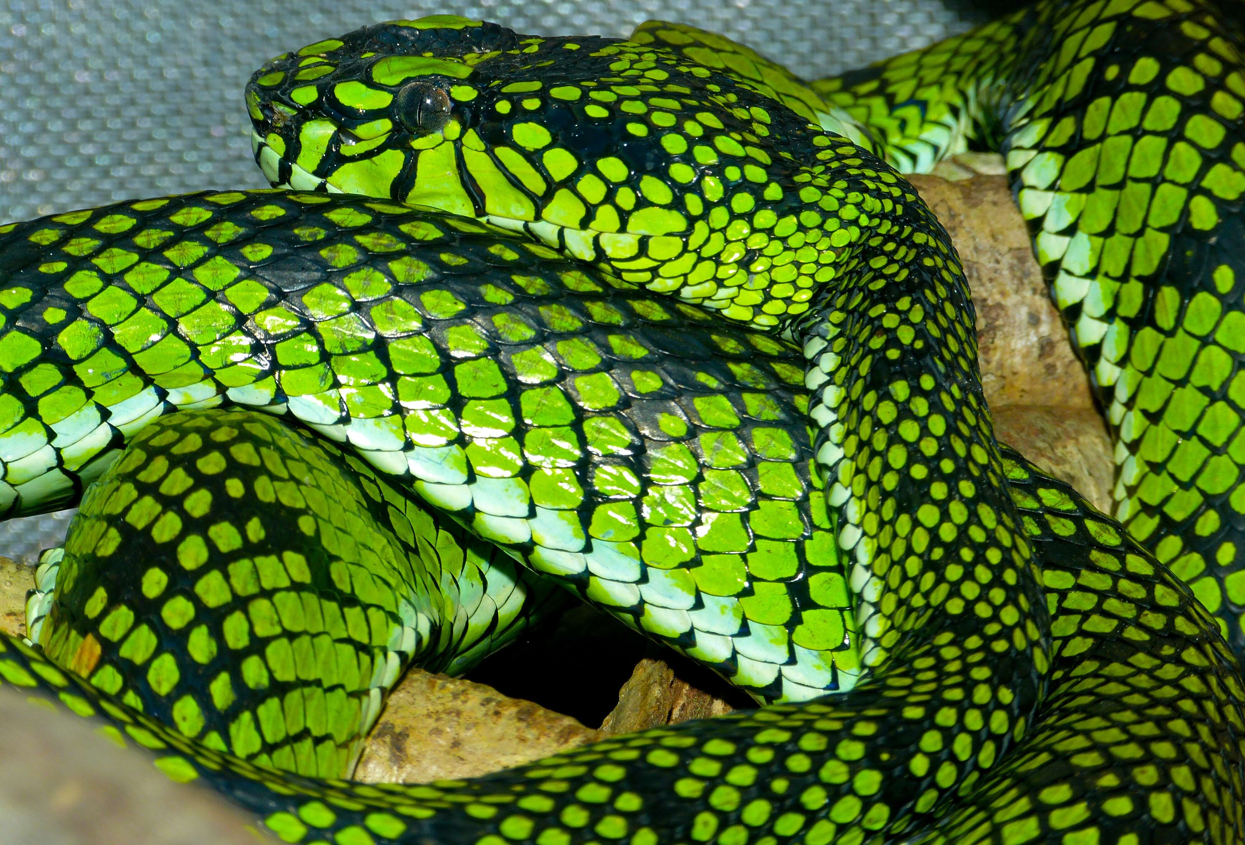 Image of Malcolm’s pitviper