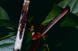 صورة Siphlophis compressus (Daudin 1803)