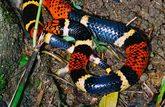 Image of Aquatic Coral Snake