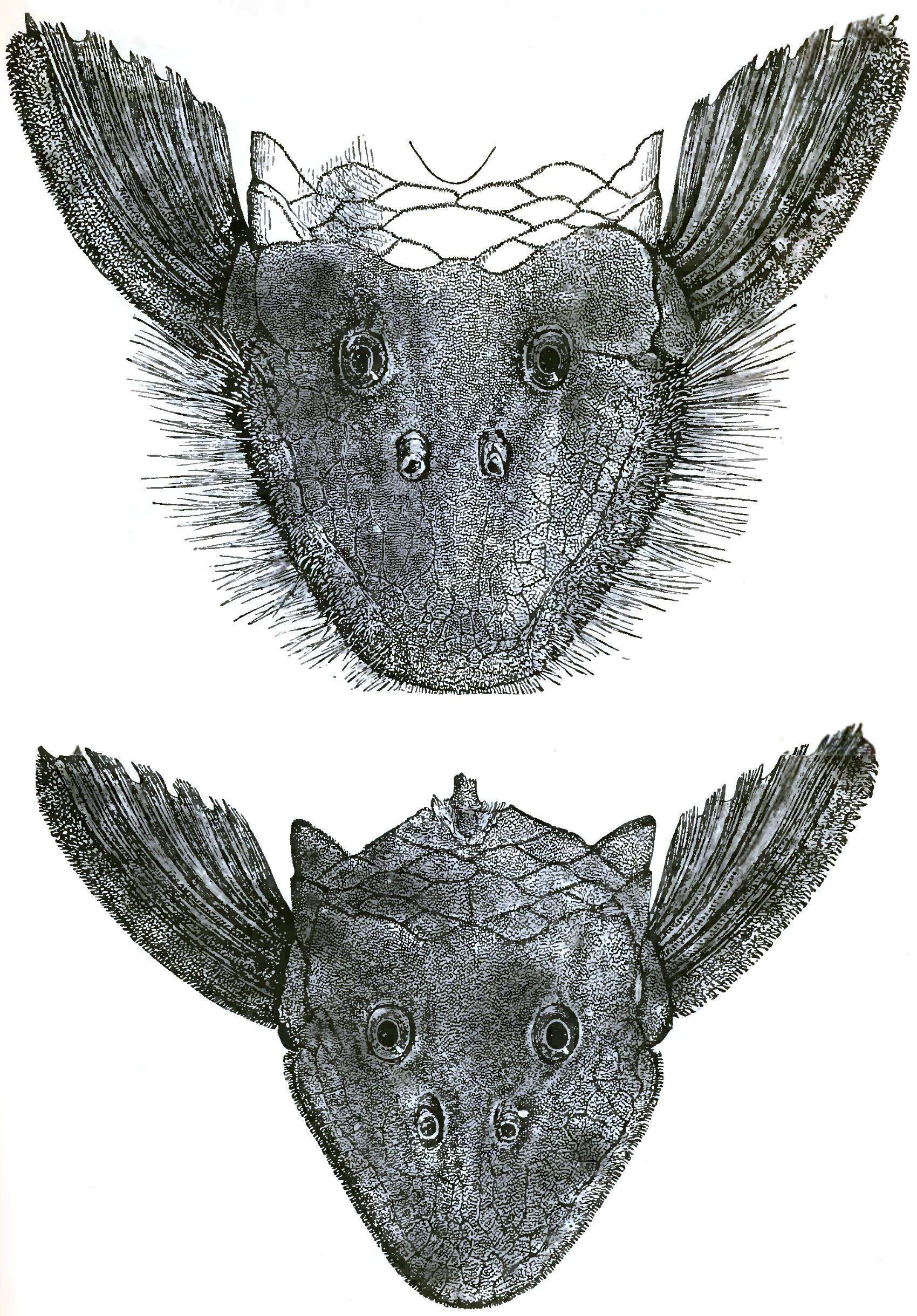 Image of Pseudancistrus