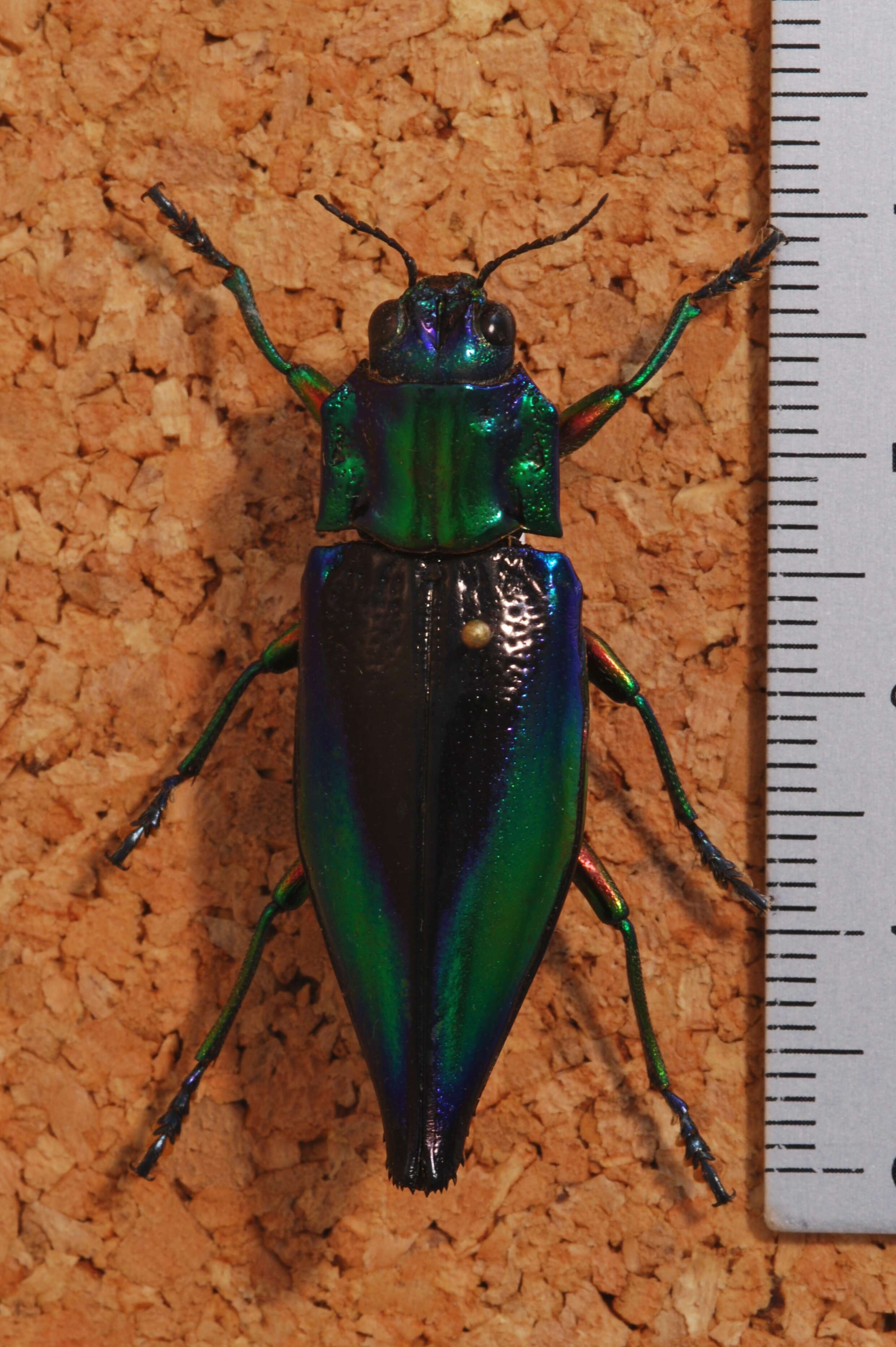 Image of Cyphogastra calepyga (Thomson 1857)