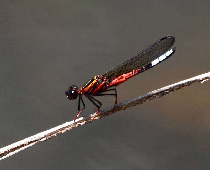 Image of Boulder Jewel