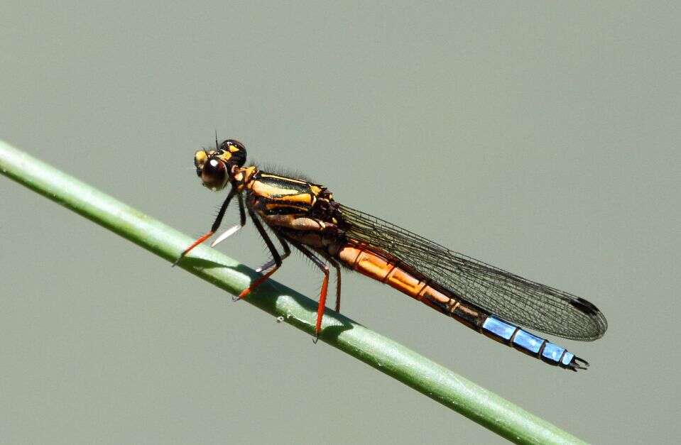 Image of Boulder Jewel