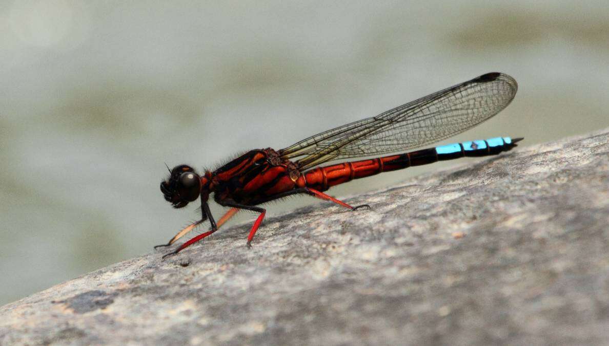 Image of Boulder Jewel