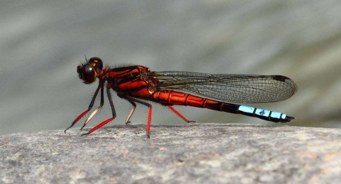 Image of Boulder Jewel