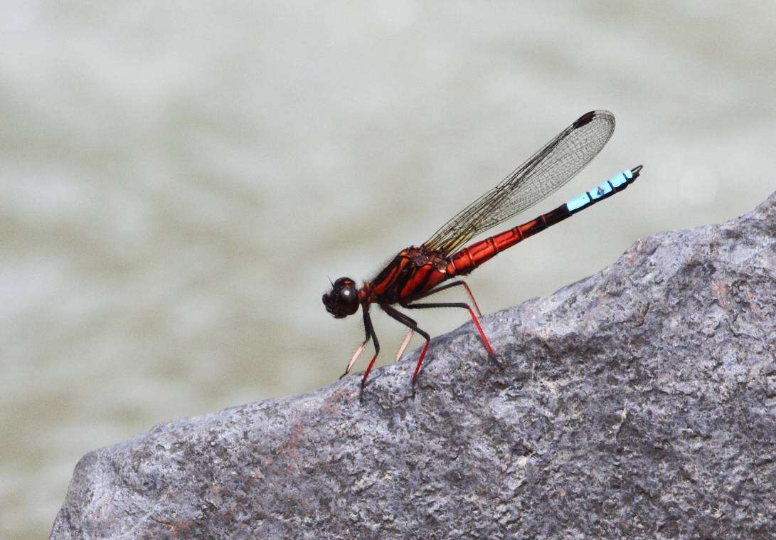 Image of Boulder Jewel